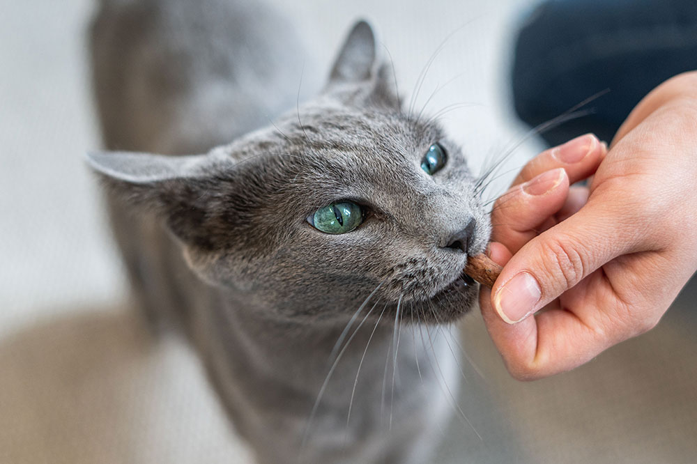 5 Popular Cat Treat Brands