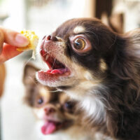 6 Common Signs of Food Allergies in Dogs