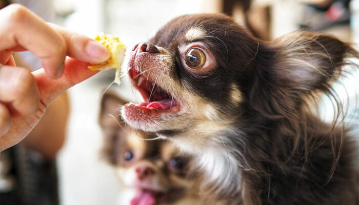 6 Common Signs of Food Allergies in Dogs