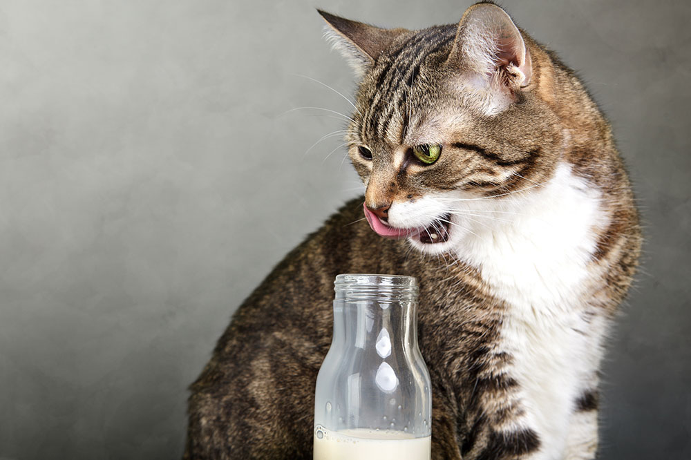 6 Toxic Foods for Cats